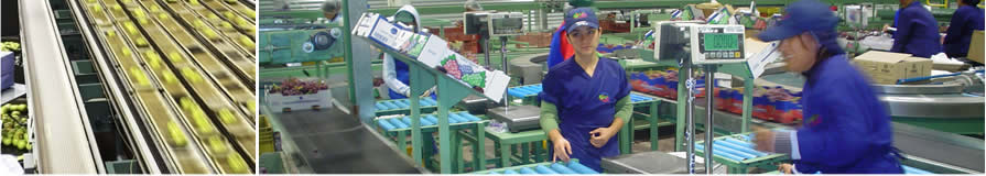 Mectron Soluciones AgroIndustriales