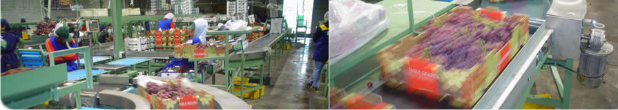 Mectron Soluciones Agroindustriales